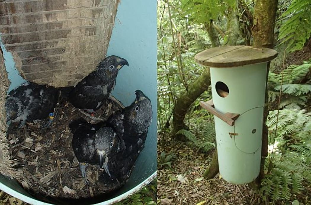 A family of four kaka chicks, aged about 45 days, at home inside a Zealandia Sanctuary nest box made from a piece of industrial pipe.