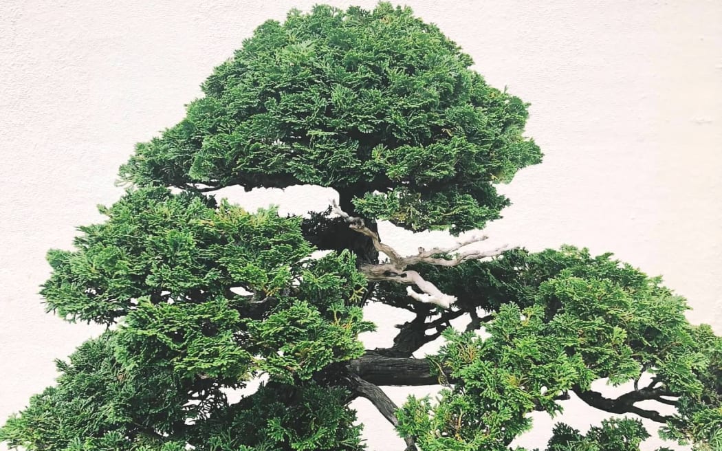 Bonsai
