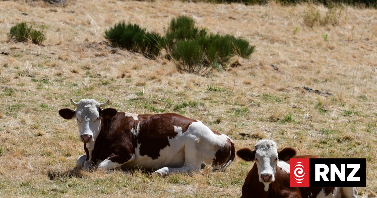 France reports first human case of livestock virus Shamonda after ...