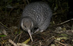 Little Spotted Kiwi