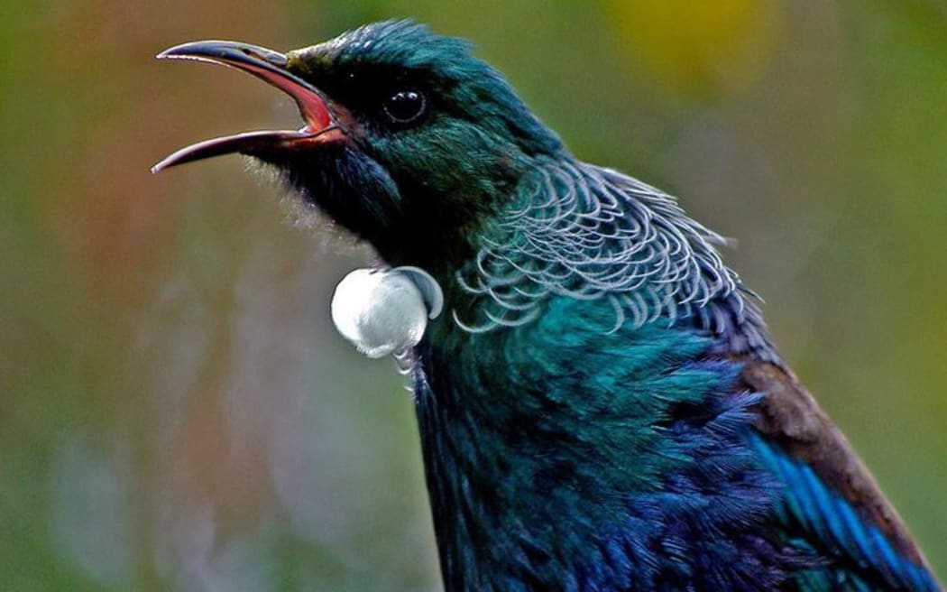 tui