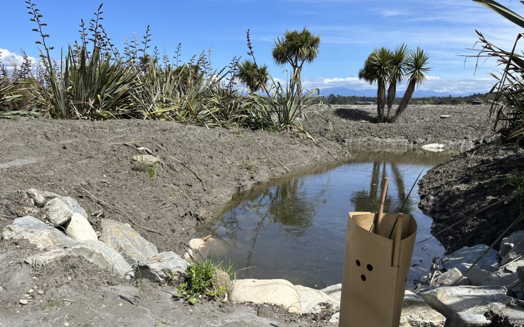 One of the many plants for the project on the bank of a swale, looking south towards the river. A biodegradable protection wrap is there to protect establishing plants.