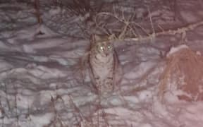 The first pair of lynx were spotted in the Scottish Highlands on Wednesday afternoon.