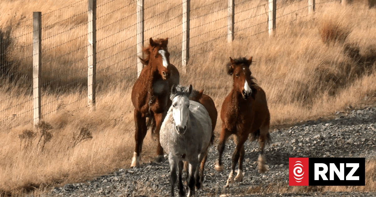Third Kaimanawa horse muster of the year underway with helicopters leading efforts