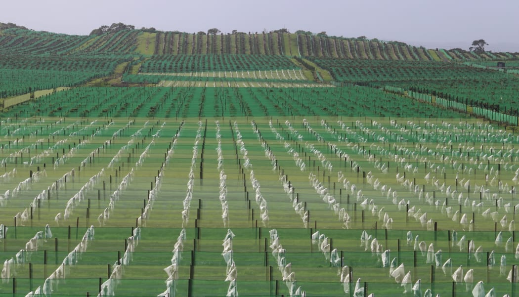 Newly planted avocado orchards near Waiharara, north of Kaitaia. Photo / Peter de Graaf