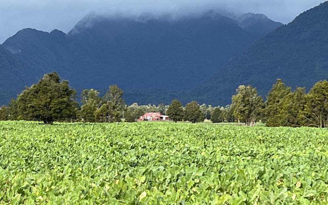Waiho Flat farmland under a winter feed crop.