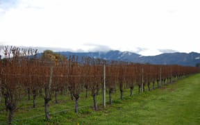 Unpruned grape vines in Marlborough during winter