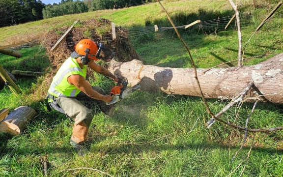A Te Roroa kaimahi (worker) processes a fallen tree.
