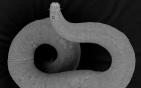 A roundworm found in Porirua's Pāuatahanui Inlet as part of a NIWA study