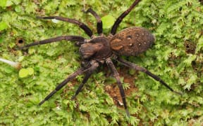 Vagrant spider.