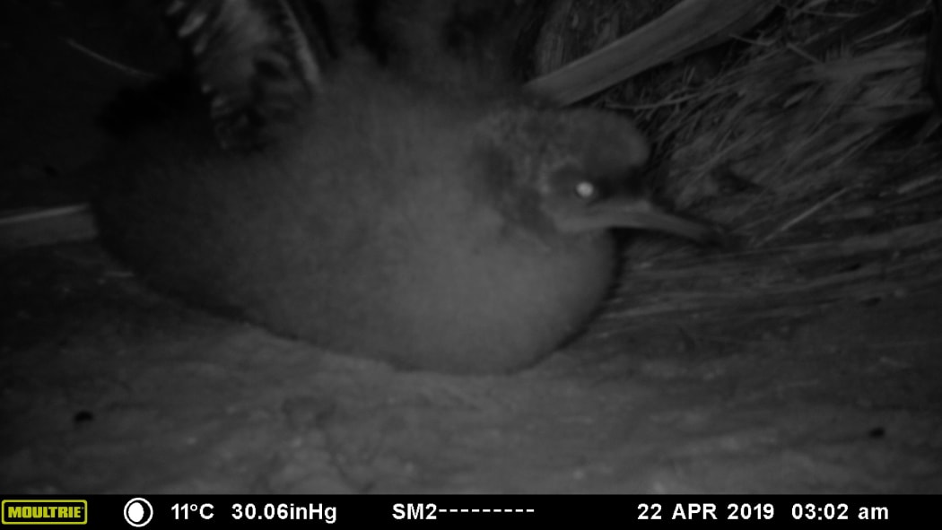 Titi in a nest at Sandymount on Otago Peninsula.