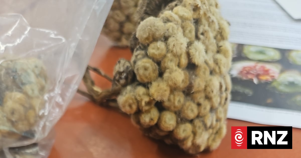 'A full-body experience': Life amongst plants at Allan Herbarium