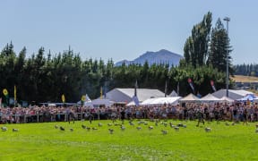 The Jack Russells take off at the Wanaka A&P Show