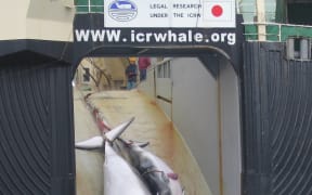 A whale and calf are hauled aboard a Japanese ship in Antarctic waters.