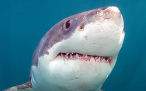 great white shark