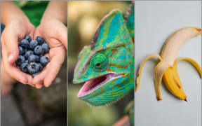 Blueberries, chameleon, banana skin