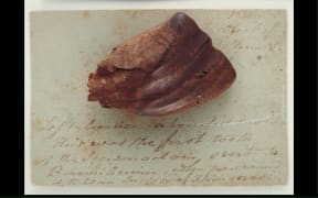 Fossil Iguanodon tooth, circa 132-137 million years ago. Gift of
the Mantell Family to Te Papa, Wellington