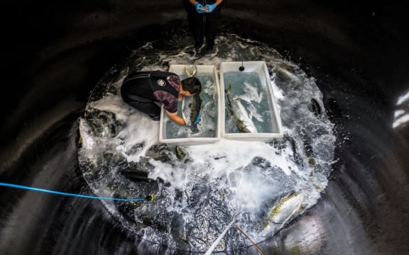 A man standing knee-deep in water in a circular tank bends over a white rectangular box and holds a large fish in his hands. A second rectangular white box has another fish lying in it.