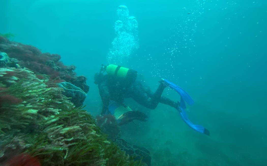 Jamie Newell, diving off South Taranaki, says large areas of one of New Zealand’s most important fisheries could be wiped out by seabed mining