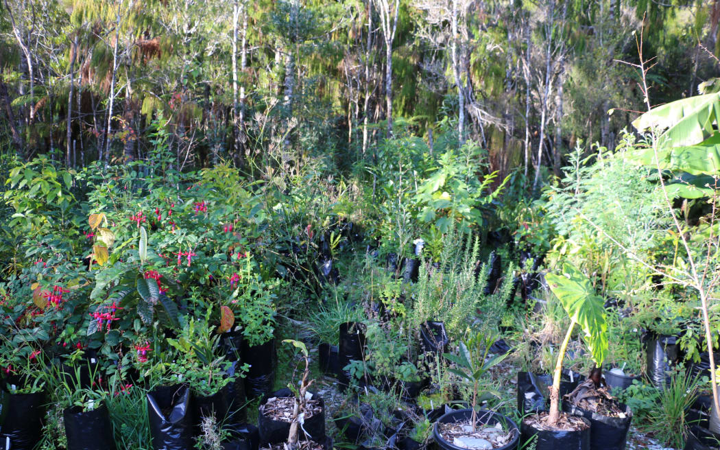 West Coast Agroforestry