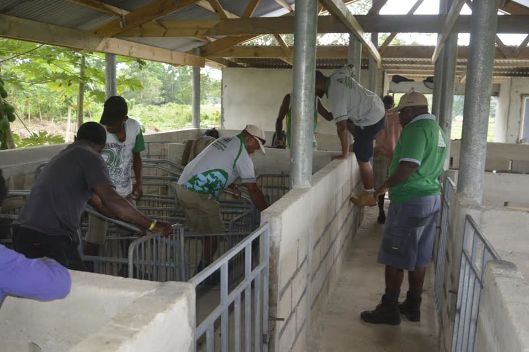 Livestock officers preparing pig breeding center in Vanuatu