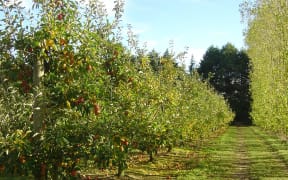 Rows of apple trees at Mill Orchard