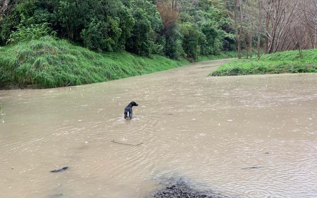 A farm dog checks out the heavy rain  near Whanganui River