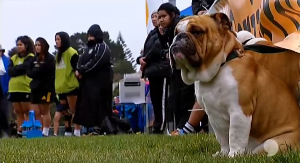 TV3's Story show on the lookout for sideline aggro at Porirua Park last year.