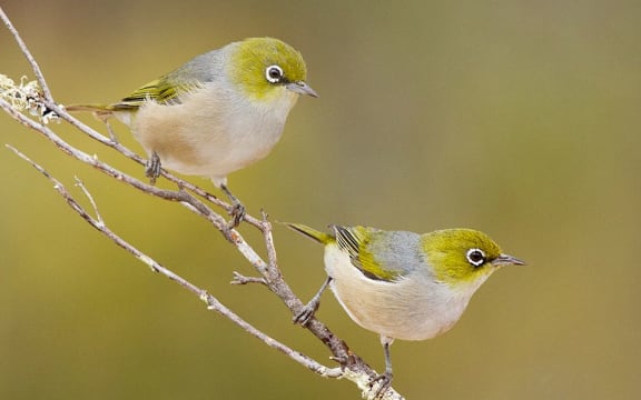 Tauhou or silvereyes established in New Zealand in the 1850s. The same species is found in Australia.