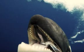 Type-C killer whale captured in a Marine Protected Area (MPA) in the Ross Sea.