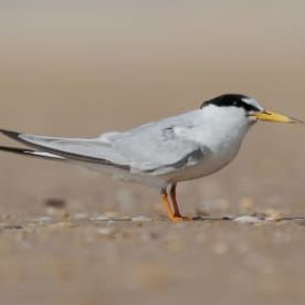 Photo for Little tern