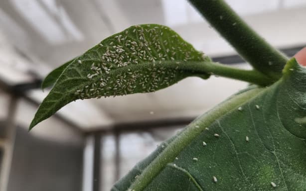 Breeding whitefly on a tobacco leaf as food for beneficial insects