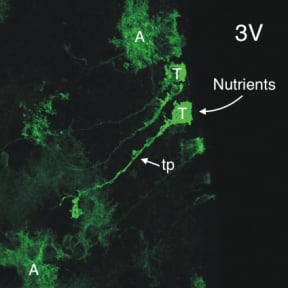 t- tanycte, tp -tanycyte process A -astrocyte (another type of glial cell) 3V -third ventricle.