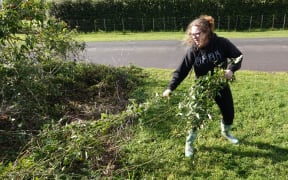 Aroha Chase tackles a roadside infestation at Pakaraka, in the Far North.
