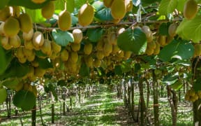 Kiwifruit hanging on the vines ready for harvest.