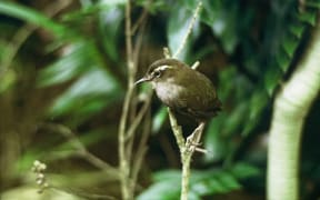 Bush Wren