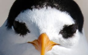 The tara iti or fairy tern is New Zealand's most endangered bird.
