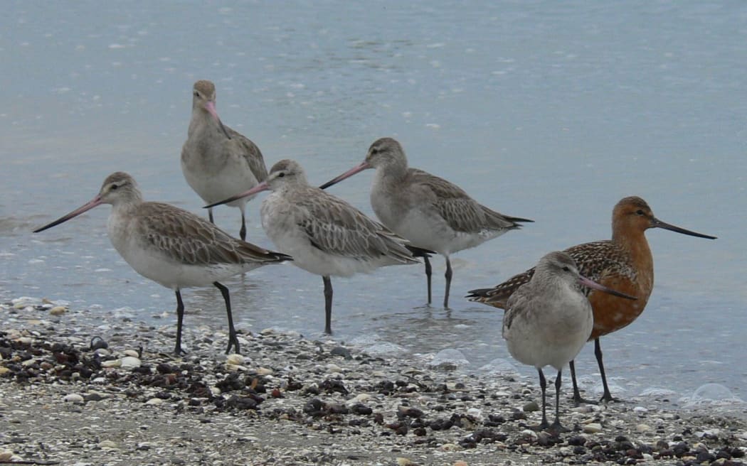 Bar-tailed godwits