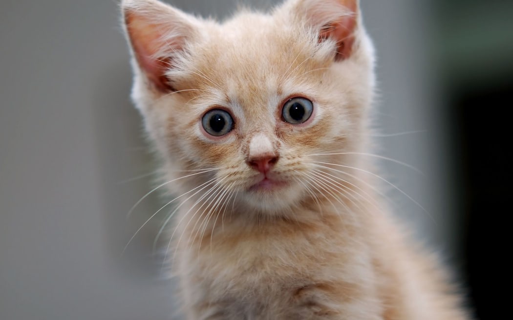 Despite phrases such as a 'dead cat bounce', no cats were harmed in the making of this story.