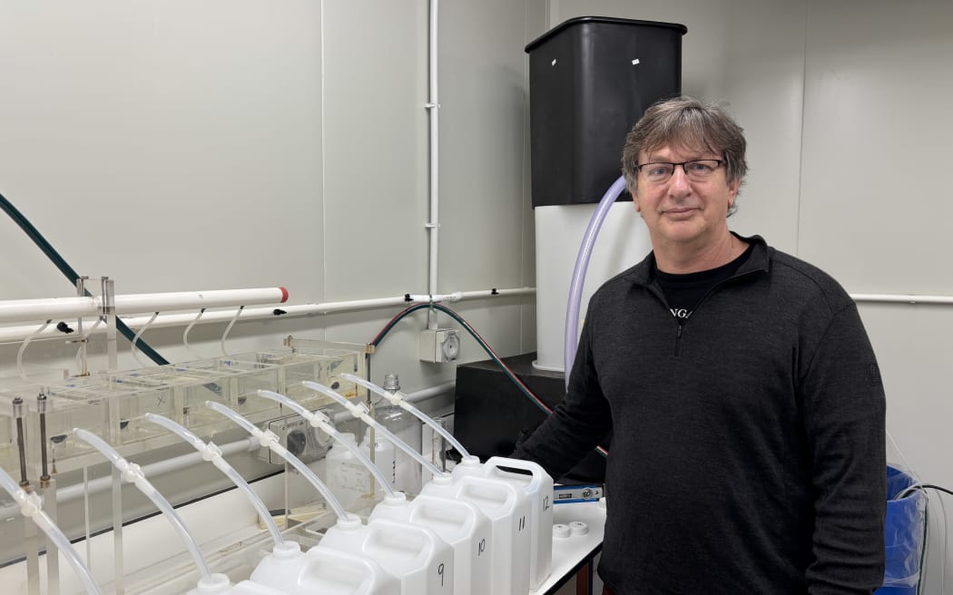 Karl is standing beside a set of 5L water containers lined up on the lab bench with tubing coming from a series of perspex boxes into each container. A single clam can be seen in each perspex box. Karl is wearing a black long sleeved top and glasses.