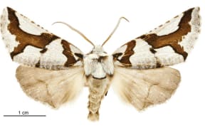 South Island lichen moth (Declana egregia)
