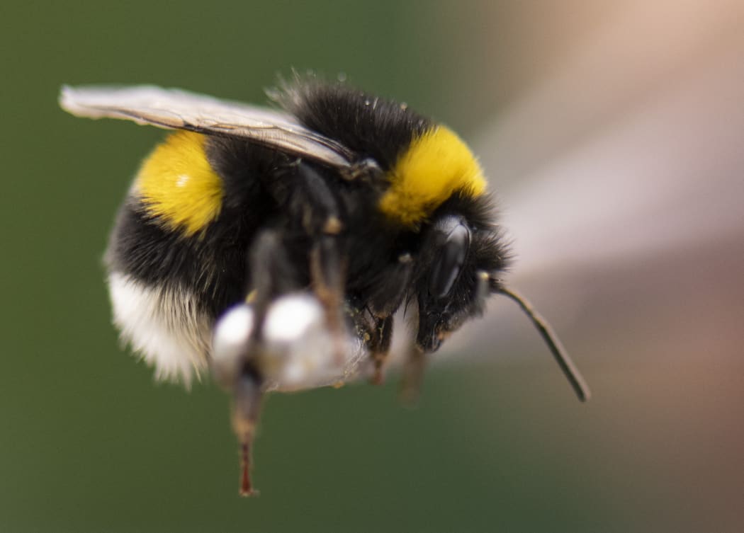18 August 2022, Hessen, Aarbergen: Using tweezers, bumblebee breeder Rüdiger Schwenk carefully took a bumblebee in his hand. (to dpa: "Of humming and pollinating: A visit to the bumblebee breeder") Photo: Boris Roessler/dpa (Photo by BORIS ROESSLER / DPA / dpa Picture-Alliance via AFP)