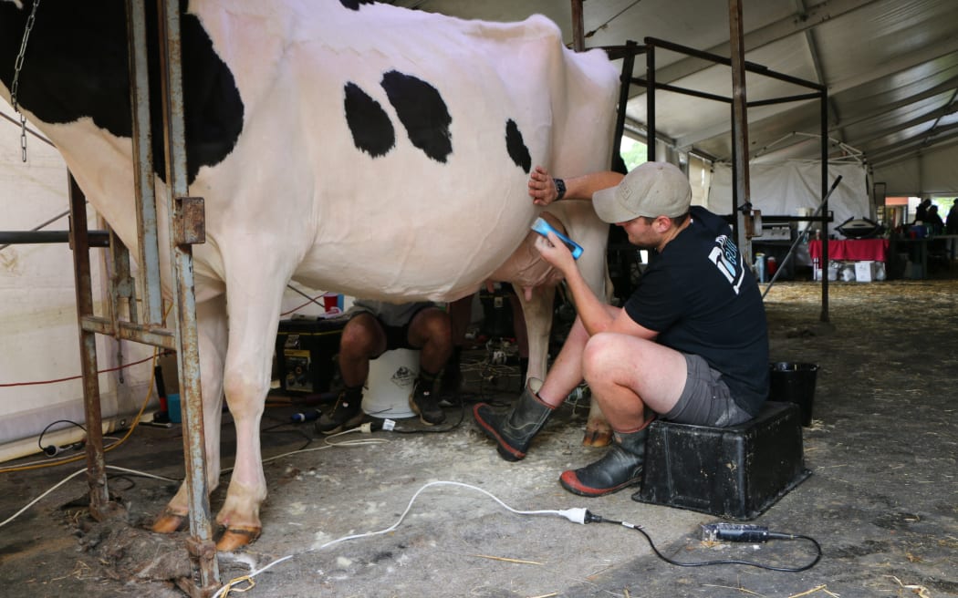 Fourth-generation Holstein breeder Dean Geddes is readying four milkers, six heifers and two calves for competition in the NZ Agricultural Show.