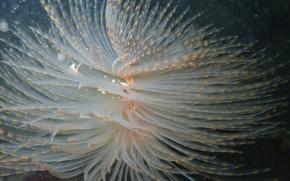 The Mediterranean fanworm.