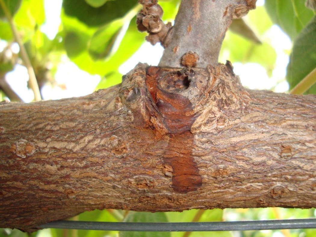 An image of Psa (also known as Psa-V) symptoms similar to those found in a kiwifruit orchard in Whangarei in 2015.