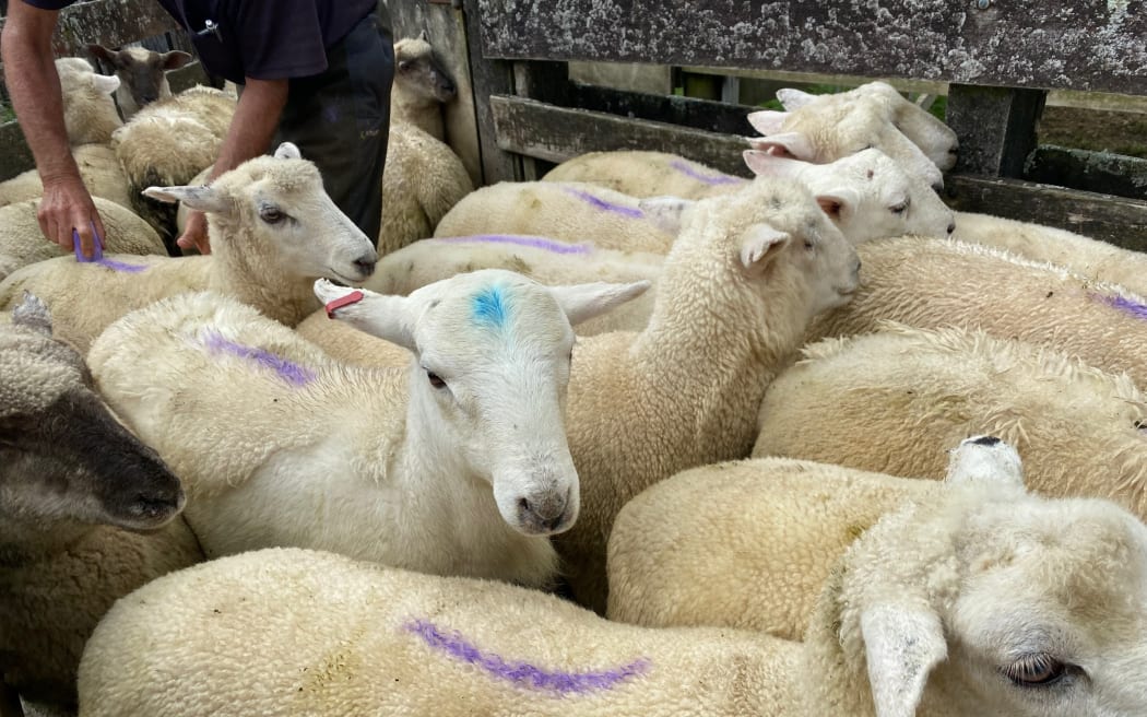 An Australian White crossed with a Wiltshire with part of its coat shedding.