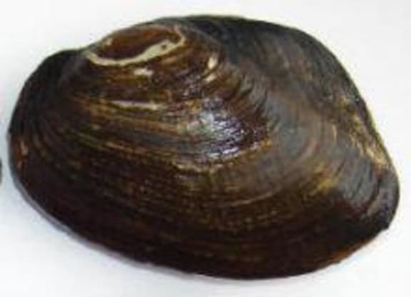 A freshwater mussel or kakahi