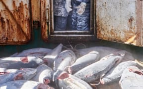 Tuna