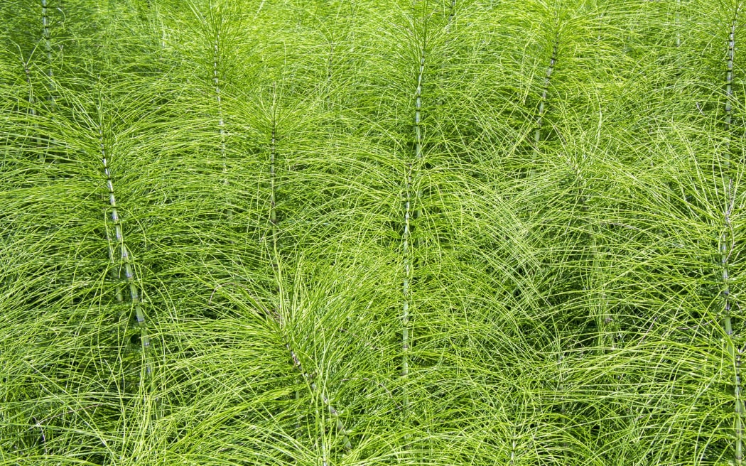 Field Horsetail