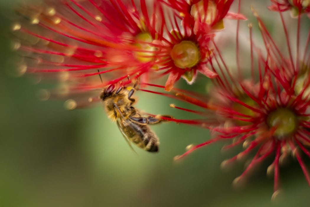A bee, landing on a pohutukawa bloom.